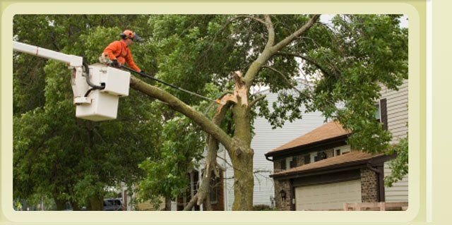Stump Grinding & Site Prep in Appleton WI