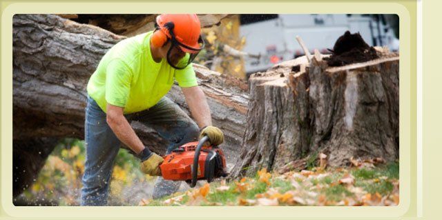 Tree Pruning & Trimming in Appleton WI