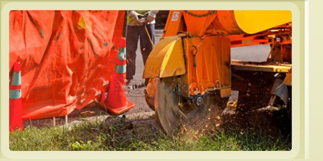 Tree Removals & Takedowns in Appleton WI